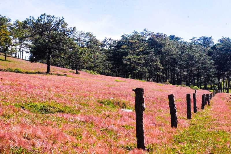 mùa hoa đà lạt tháng 12