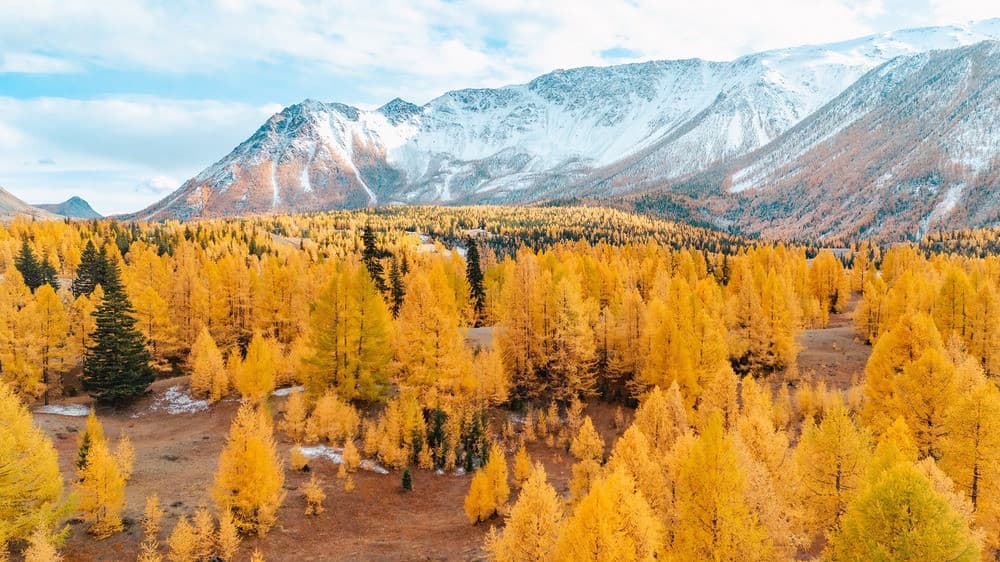 Rừng thông vàng ở núi Alps