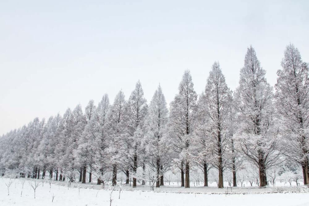 Hàng cây Metasequoia