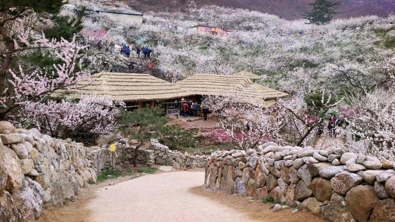 Thời tiết Hàn Quốc tháng 3