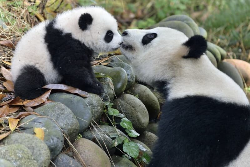 thung lũng gấu trúc đô giang yển