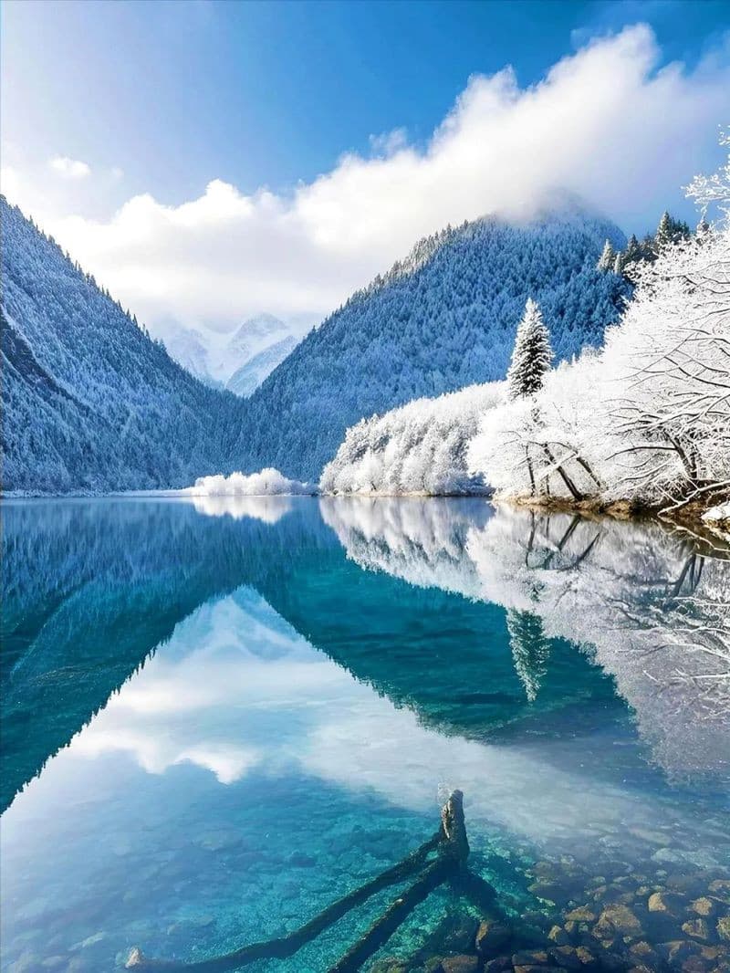  Rừng thông Cửu Trại Câu mùa đông