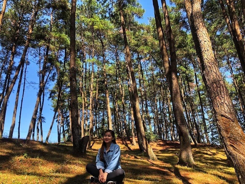 rừng thông yên minh