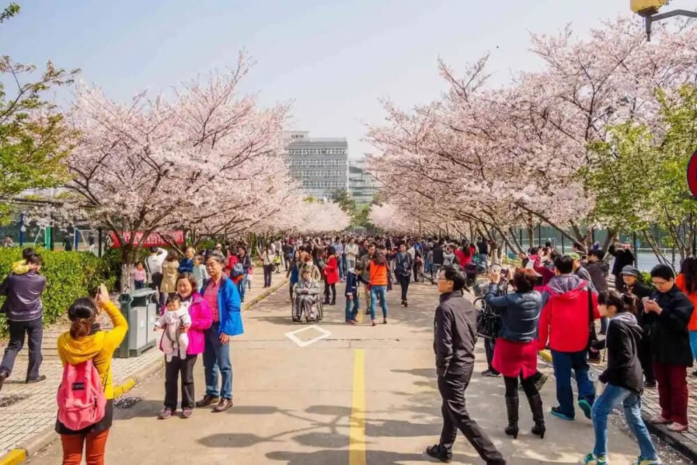 du lịch bến thượng hải mùa xuân