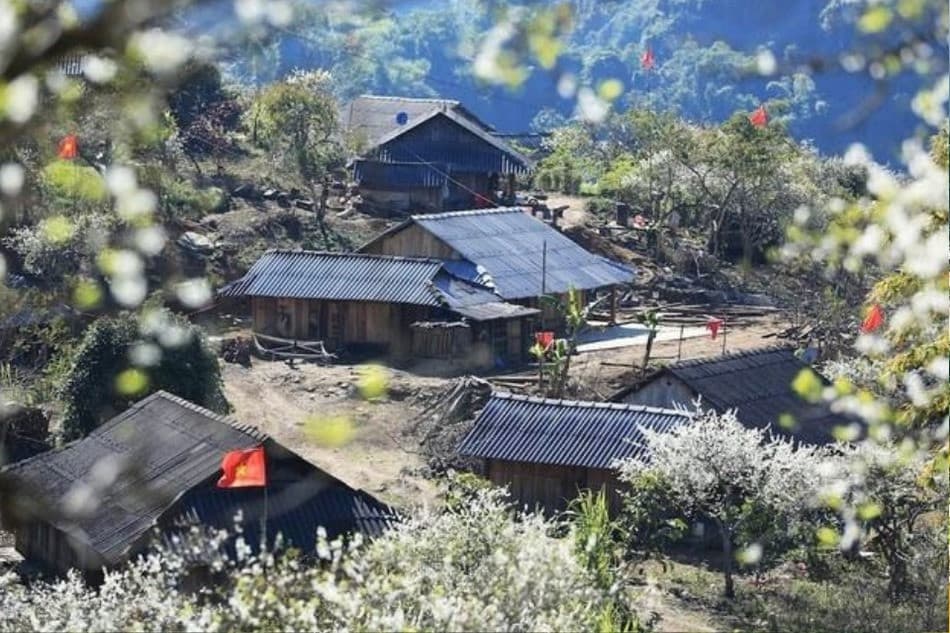 Hoa mận trên các bản làng Mộc Châu