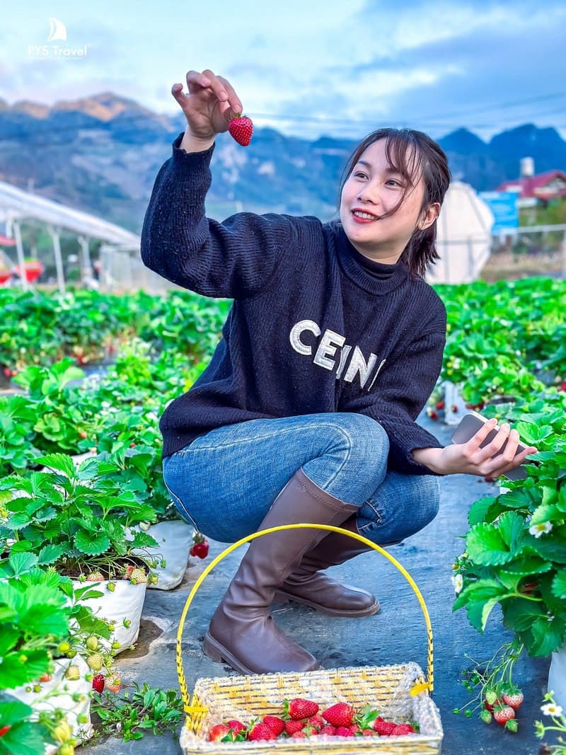 vườn dâu tây mộc châu