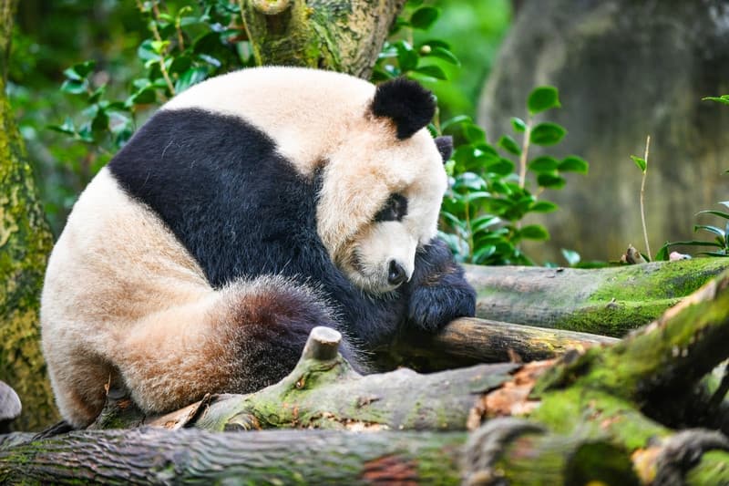 Công viên Gấu Trúc Khổng Lồ, du lịch Đô Giang Yển