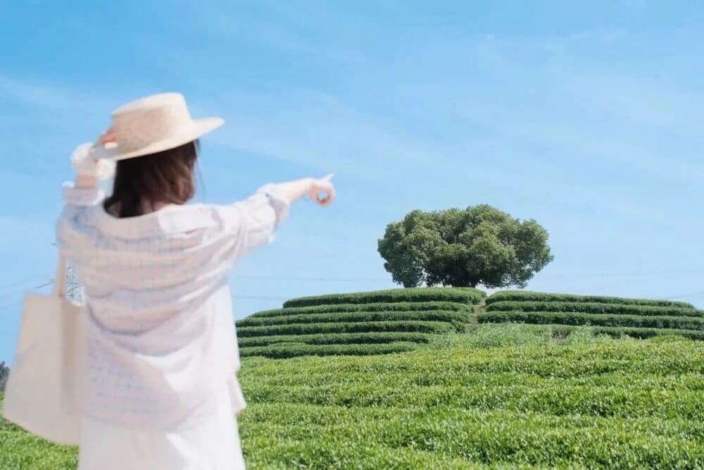 du lịch làng trà long tỉnh