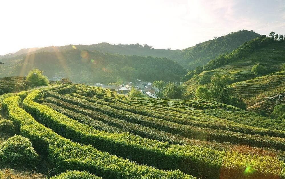 làng trà long tỉnh
