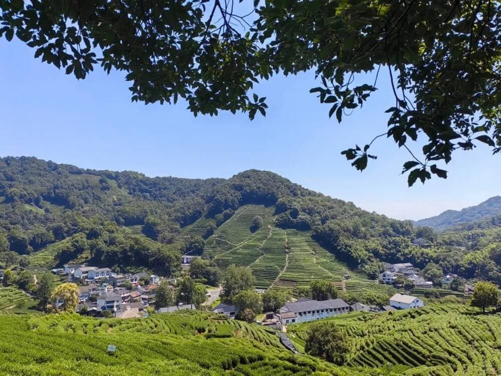 vẻ đẹp thiên nhiên làng trà long tỉnh
