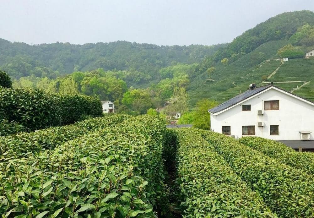 mùa thu hoạch trà Long Tỉnh