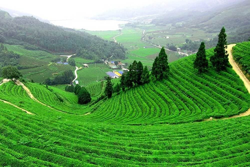 đồi chè long tỉnh