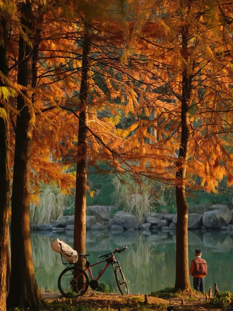 đi bộ công viên đầm lầy xixi