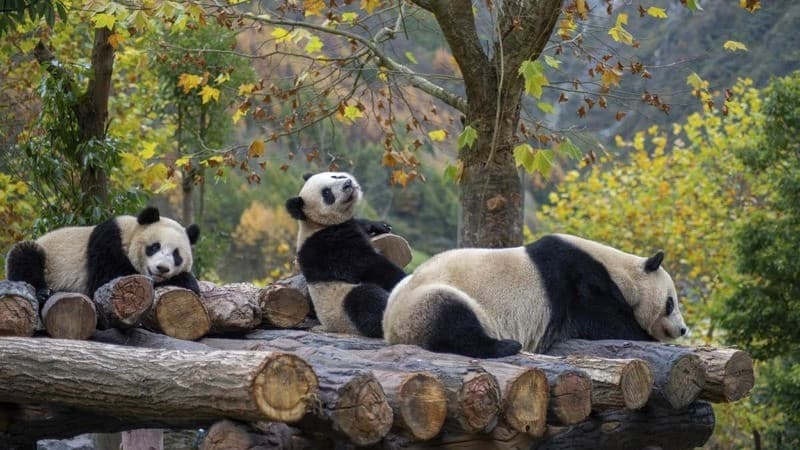 Thời điểm lý tưởng để tham quan khu bảo tồn gấu trúc Thành Đô