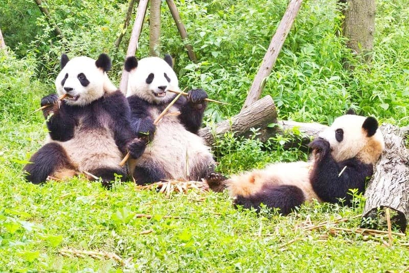 Quan sát gấu trúc khổng lồ trong sinh hoạt thường ngày