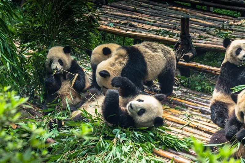 Các nhà khoa học đã tạo nên một môi trường sống phù hợp cho gấu trúc ở khu bảo tồn