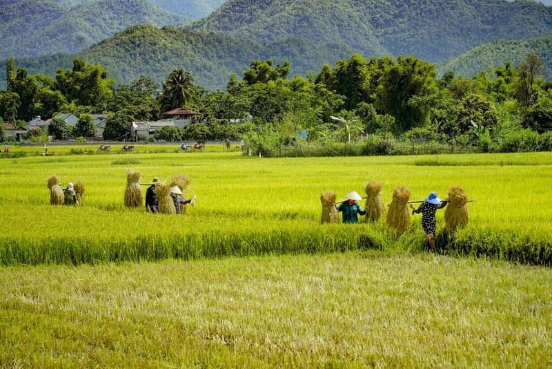 Mùa lúa chín Mường Thanh