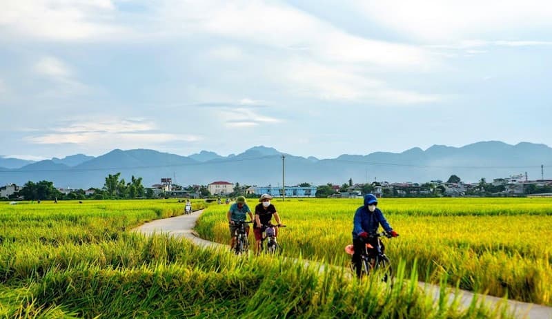 cánh đồng mường thanh mùa lúa xanh