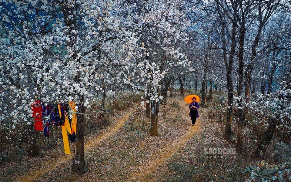 Rừng táo mèo Bắc Yên Sơn La