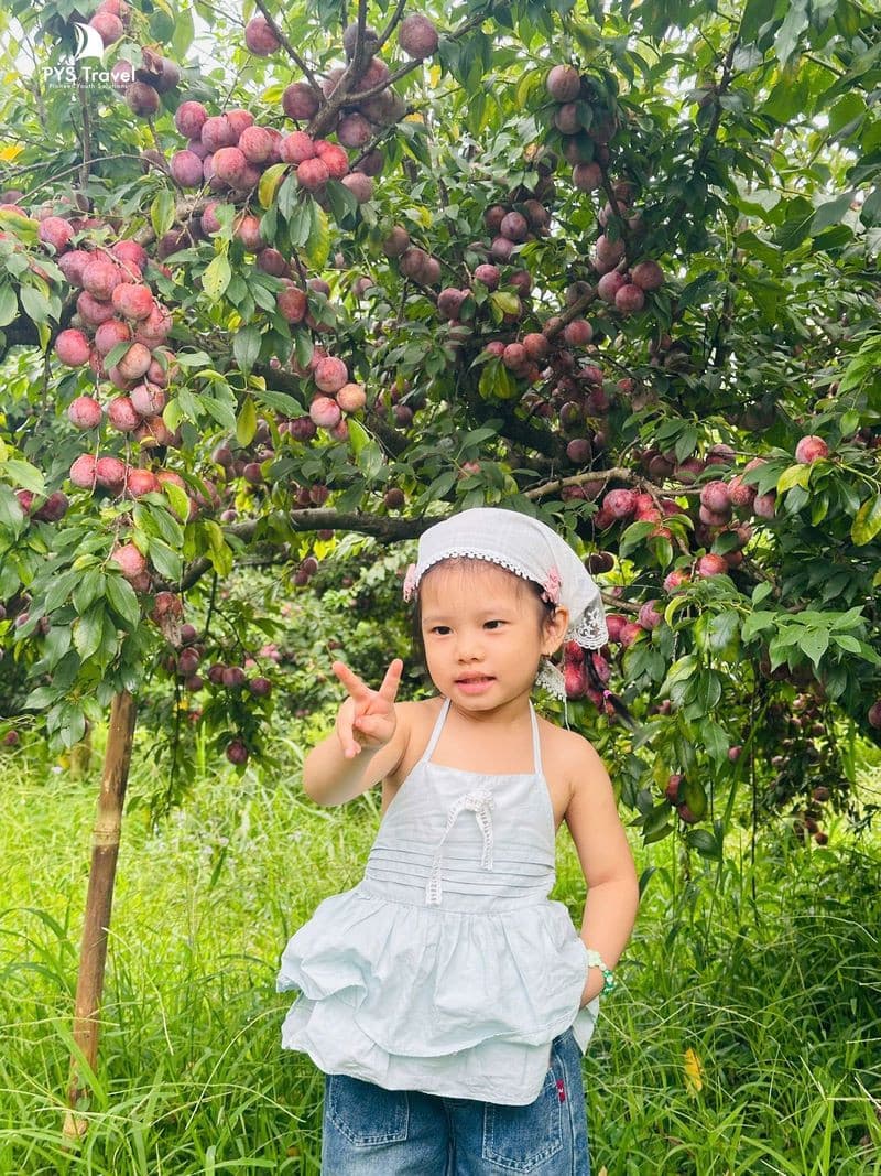 Du lịch Sơn La Mộc Châu mùa mận