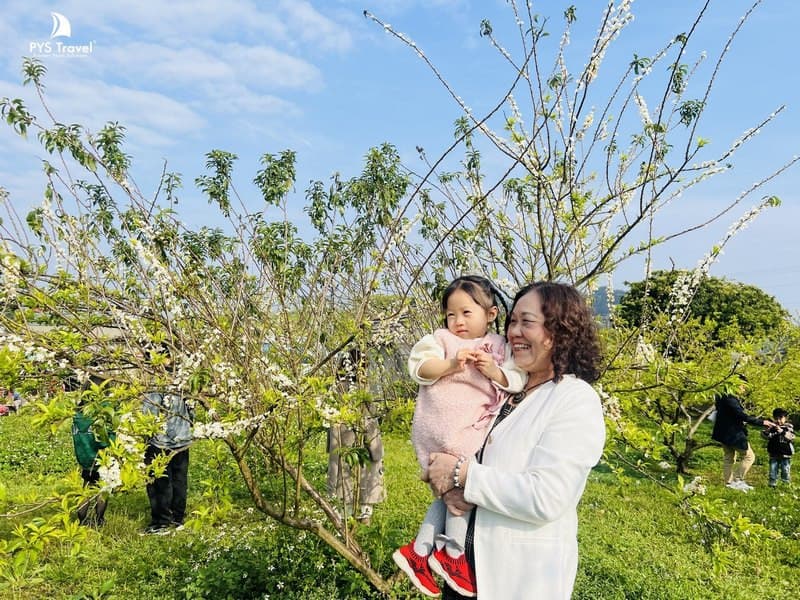 Mùa hoa mận du lịch Sơn La