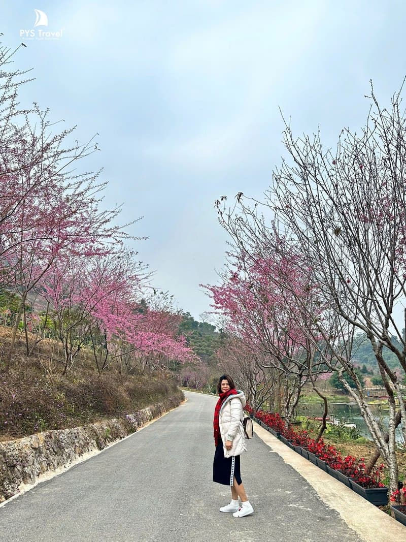 Du lịch Sơn La Mộc Châu ngắm hoa đào