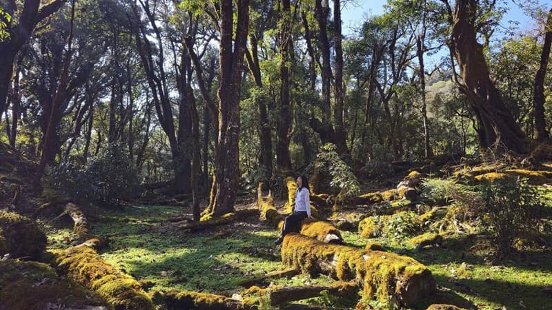 trekking rừng nguyên sinh