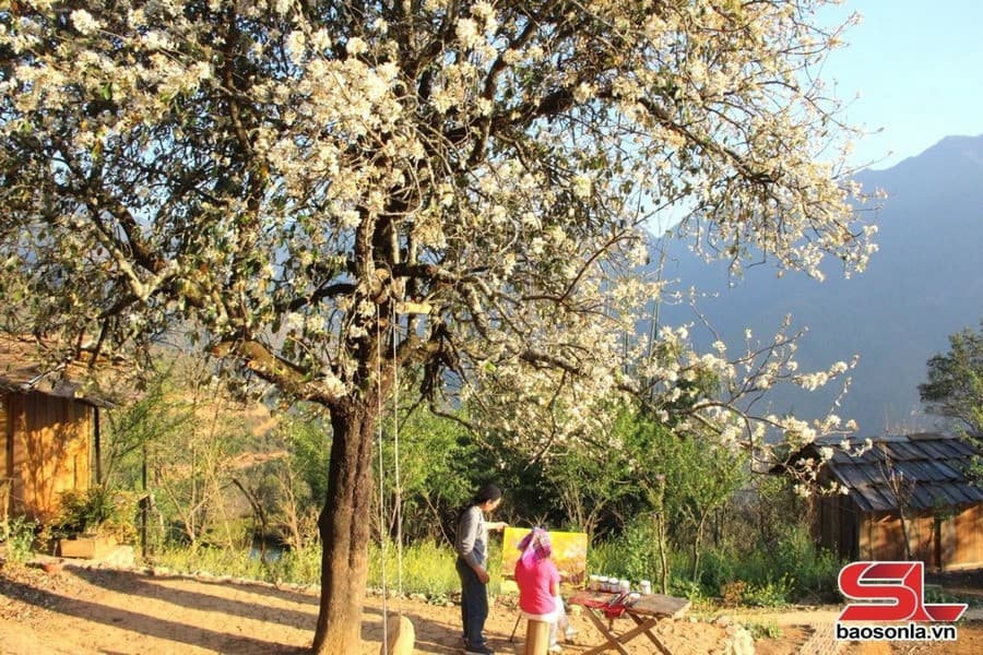 Mùa hoa nở rộ tại Mường Bú Sơn La
