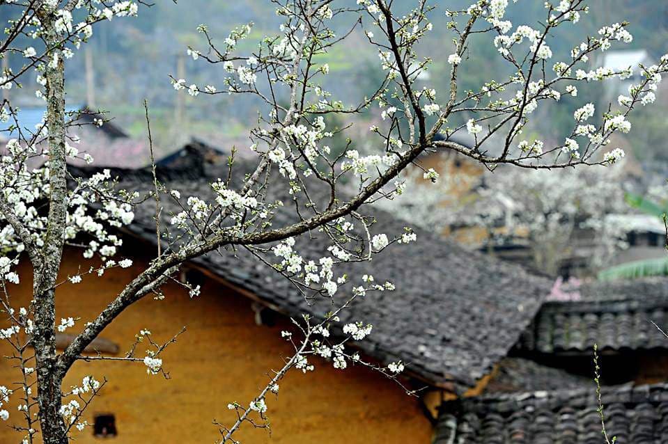 Mùa hoa mận Thị trấn Phó Bảng