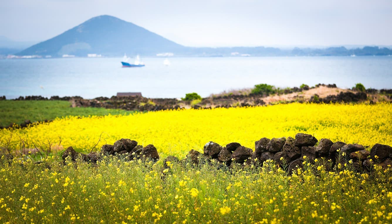 Hoa cải dầu trên đảo Jeju