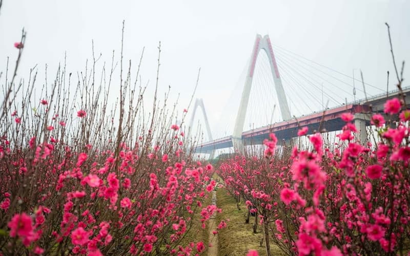 làng đào nhật tân