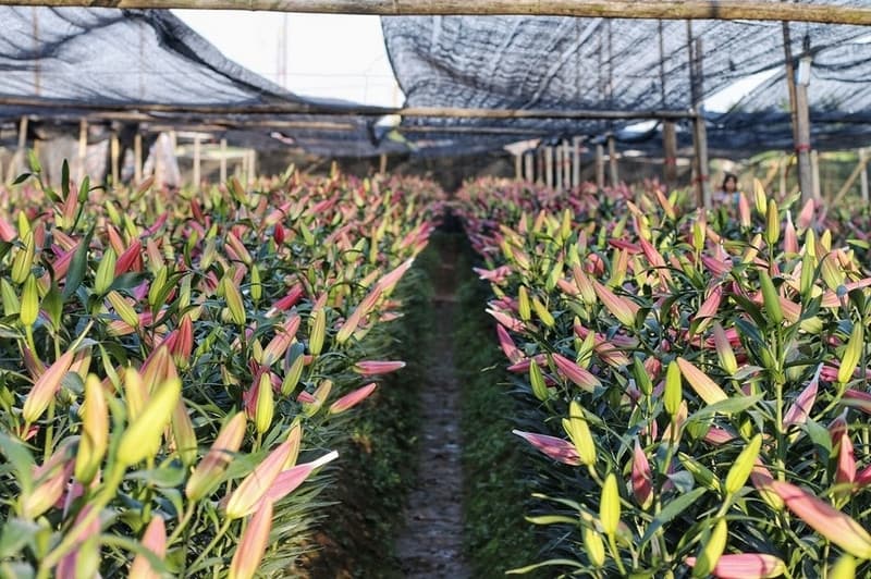 làng  hoa liên mạc