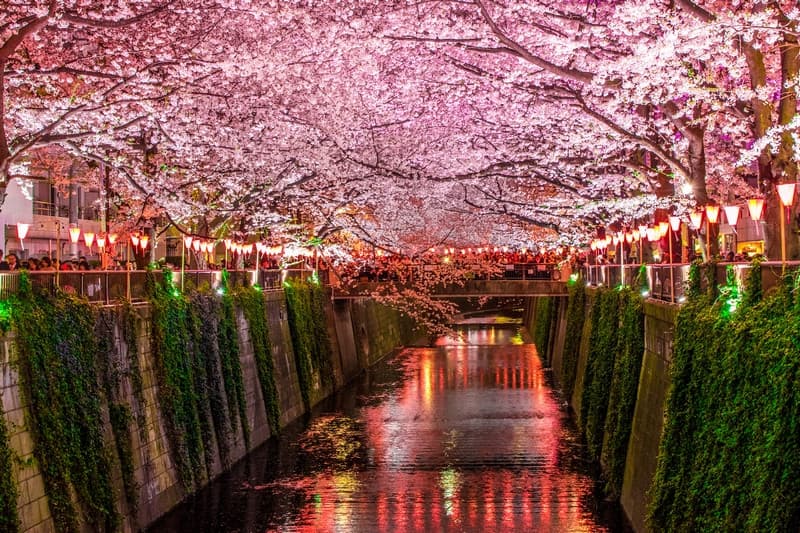 Sông Meguro mùa hoa anh đào