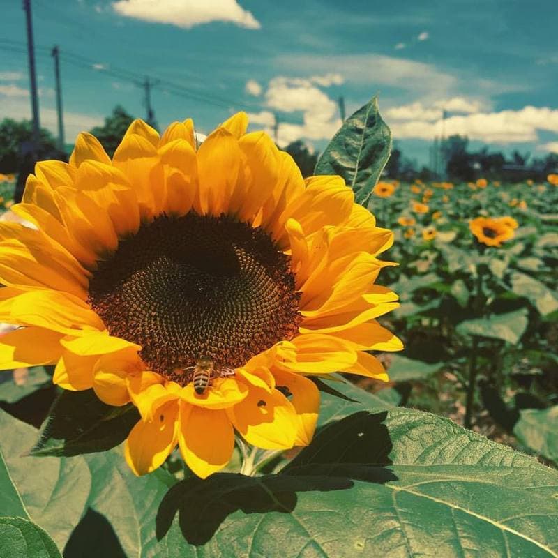 hoa hướng dương đà lạt