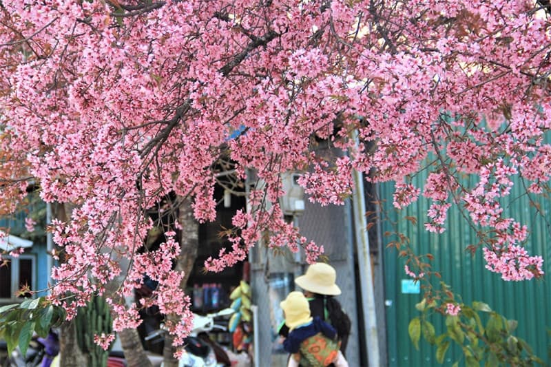 đà lạt mùa xuân