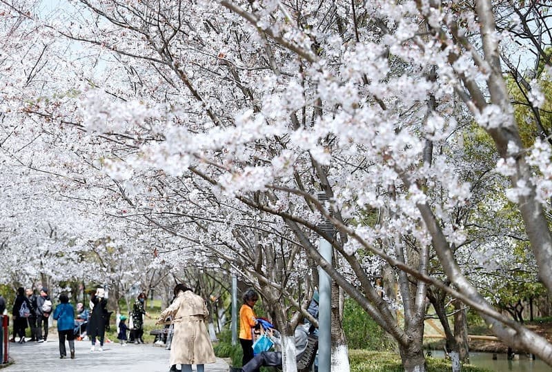 Mùa hoa anh đào Thượng Hải Trung Quốc