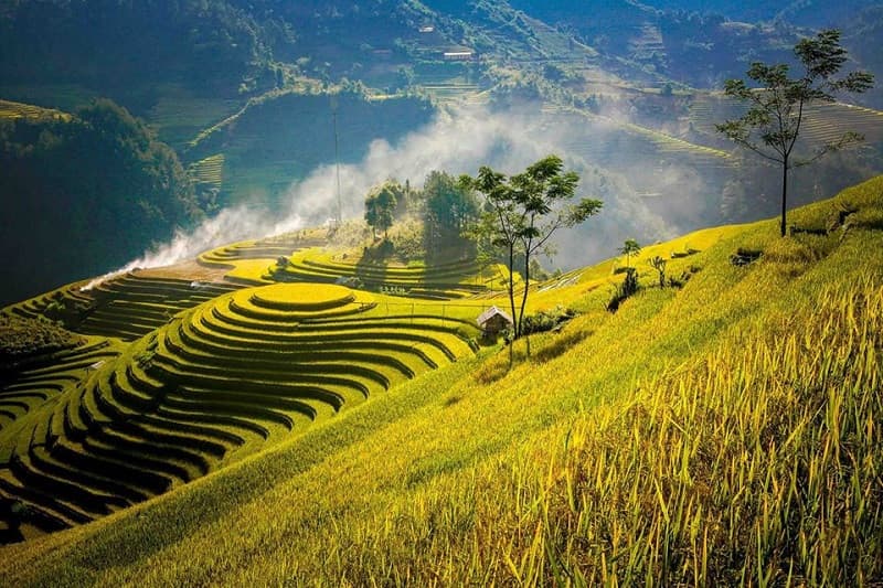 lúa chín mường lò yên bái