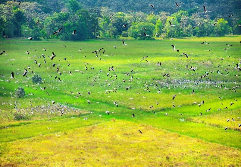 Vườn quốc gia Lò Gò - Xa Mát