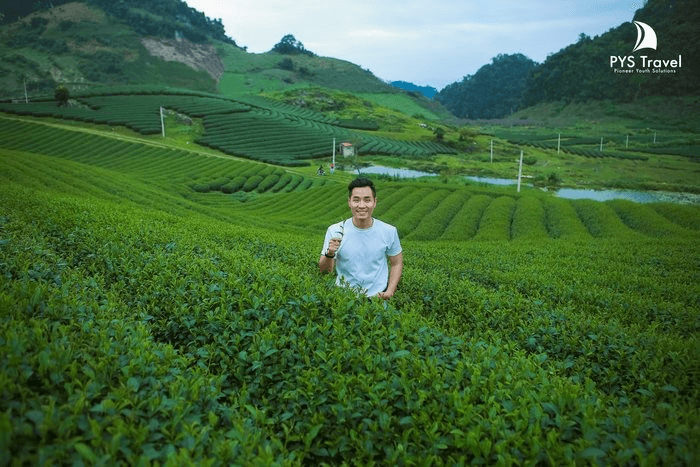 Chè mộc châu