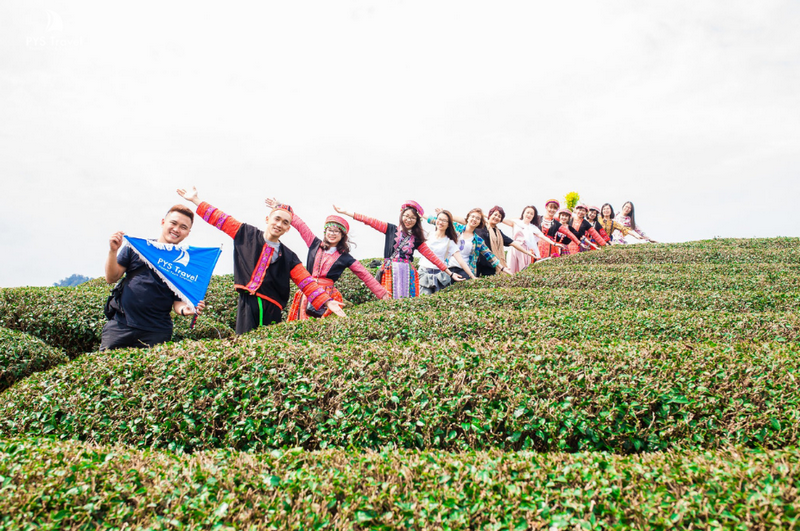 đồi chè trái tim