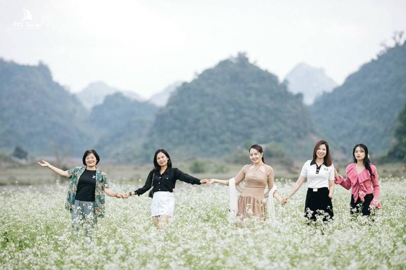  hoa cải trắng mộc châu