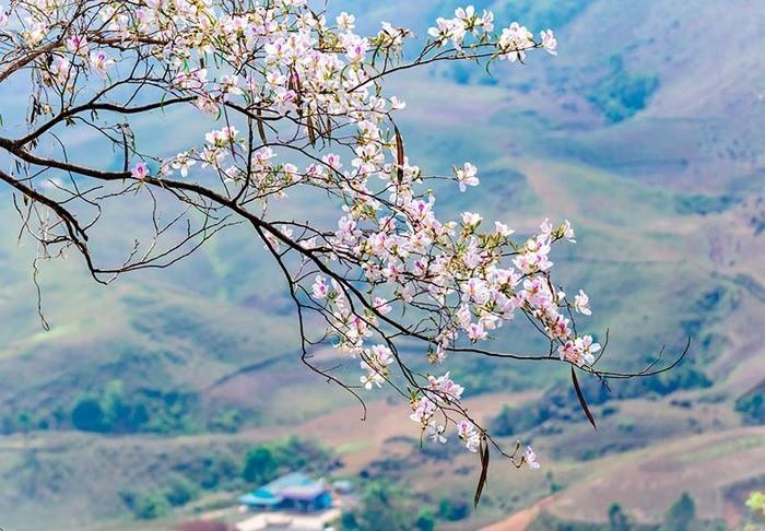 Vẻ đẹp vùng cao gọi tên hoa ban Tây Bắc