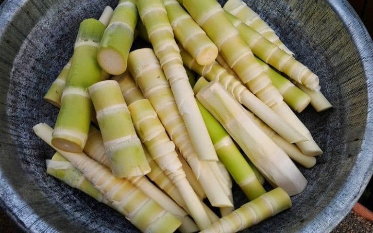 nem măng đắng y tý
