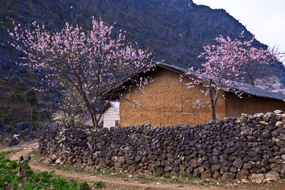 hoa đào hà giang