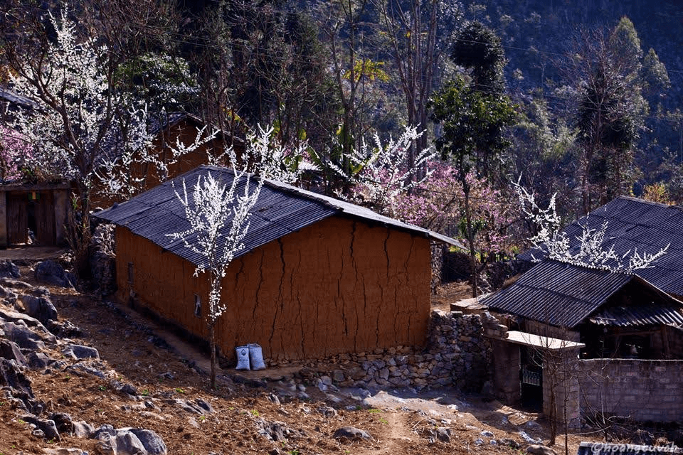 hà giang mùa xuân