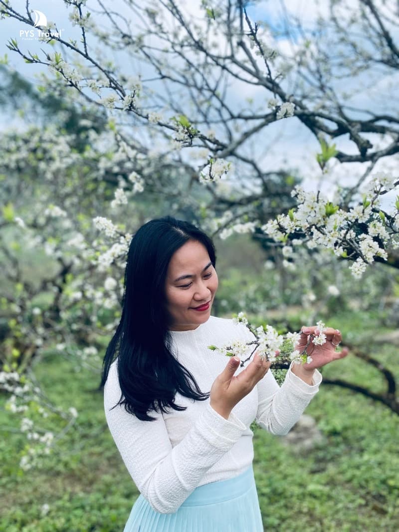 Vườn mận Mộc Châu