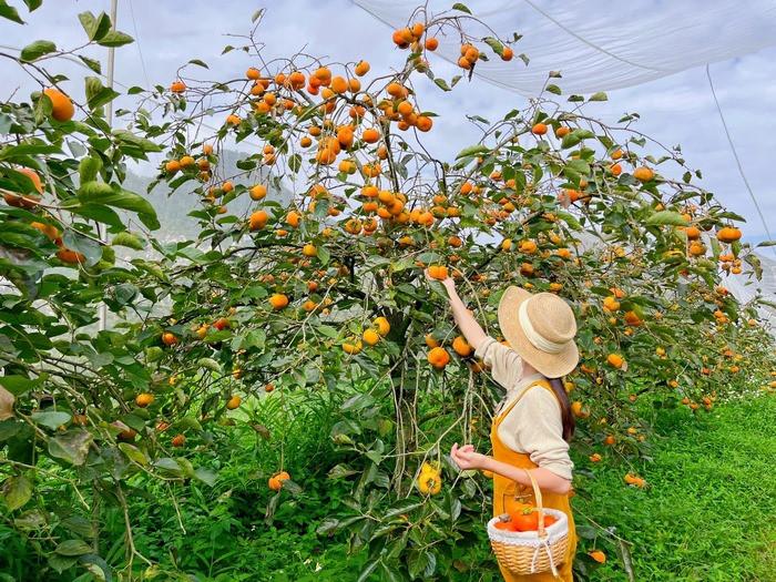 Tự tay hái hồng chín cây là trải nghiệm tuyệt vời