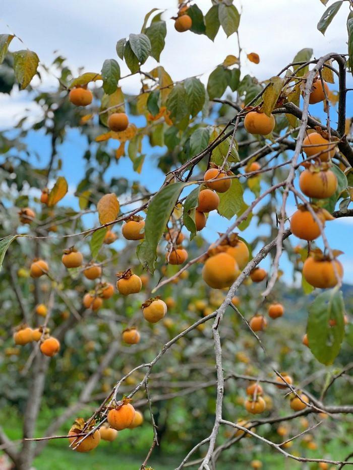 Những quả hồng bắt đầu chín vàng