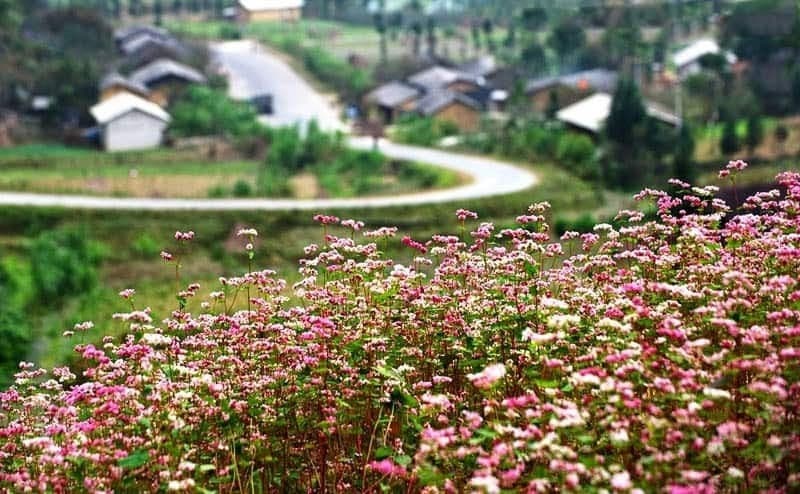 Hà Giang mùa hoa tam giác mạch tím hồng một góc trời