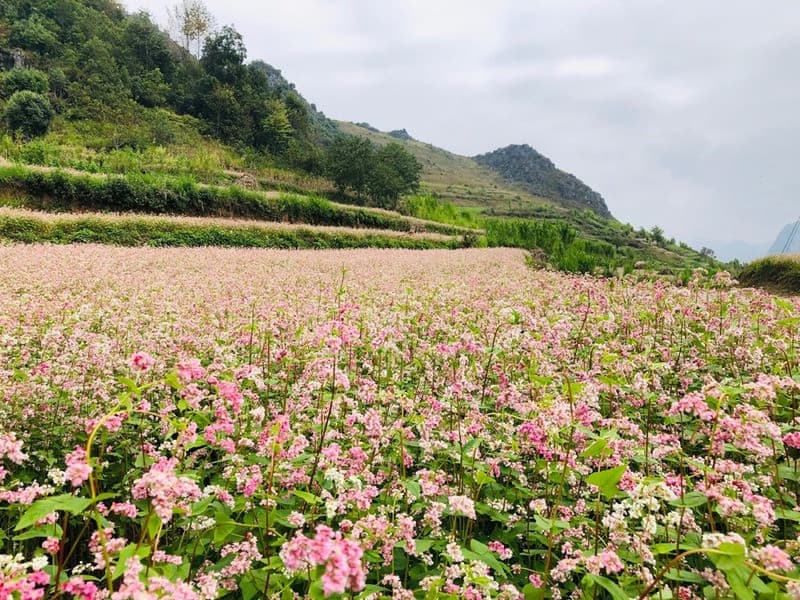 Cao nguyên vào mùa Tam giác mạch